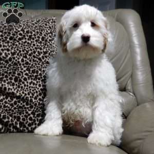 Teddy, Cockapoo Puppy